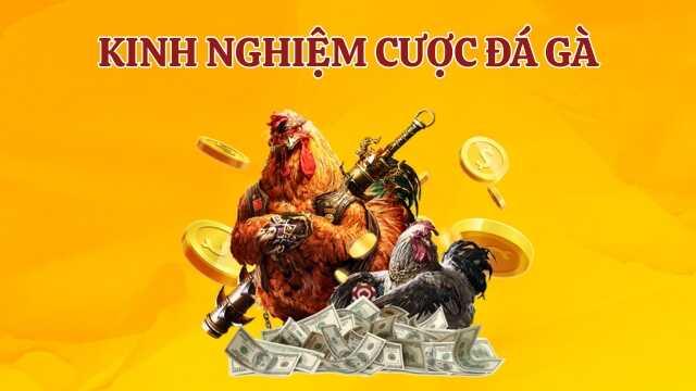 Kinh nghiệm đá gà hiệu quả từ cao thủ