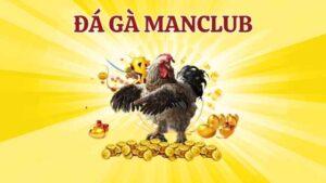 Tìm hiểu đá gà Manclub với công nghệ hiện đại